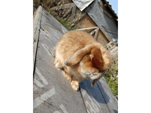 Safkan mini lop tavşan anaçlık