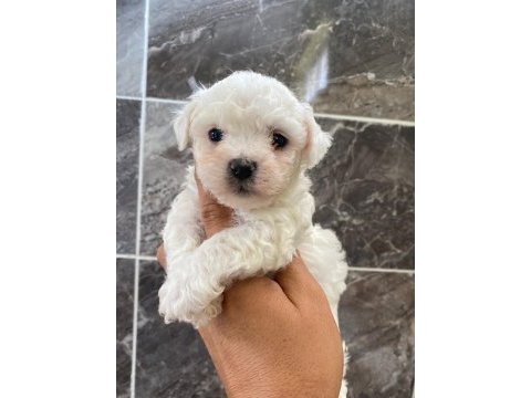 Orjinal kar beyaz bichon frise yavrular 