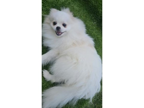 Pomeranian dişi beyaz prenses