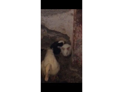 Beş tane yavru tavşan balıkesir merkez