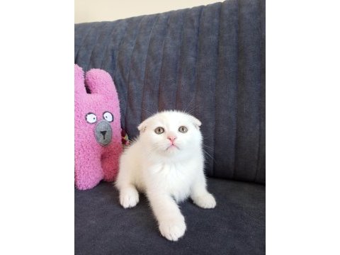 Scottish fold white