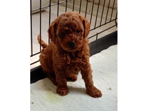 Kore kanı toy poodle bebeklerim