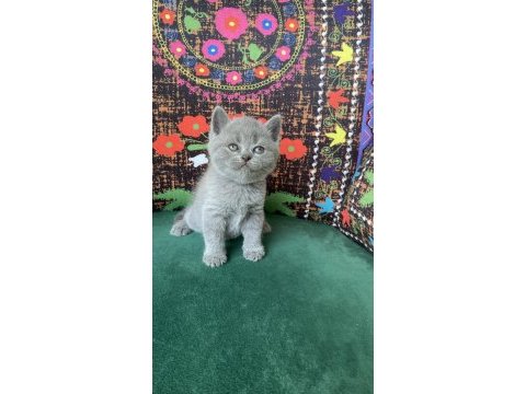 Gri ayı kafa yavru kedimiz