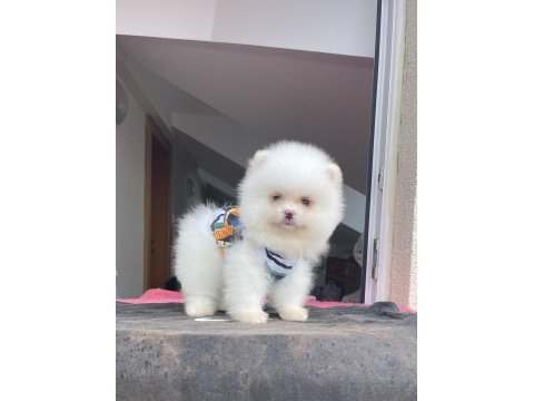 Ayı surat pomeranian boo yavrular