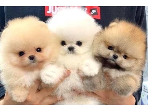Pomeranian boo köpekler