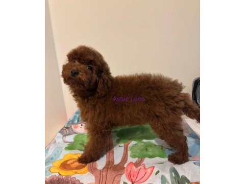 Dark red uslu dişi köpeğimiz