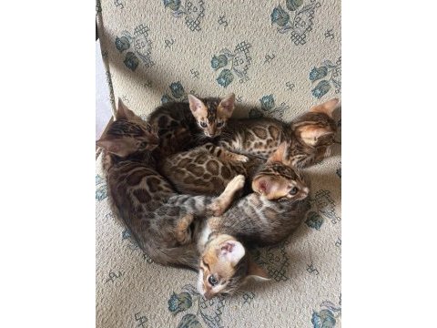 3 erkek ve 2 dişi 2 aylık bengal kedisi