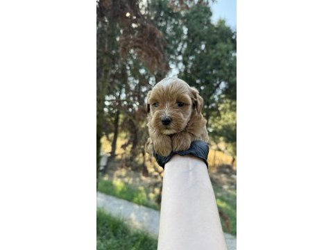 En kaliteli maltipoo yavruları