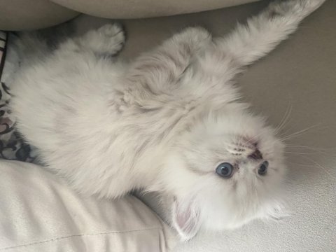 British blue point longhair 2 aylık yavrumuz