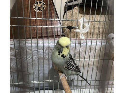 Albino bilezikli muhabbet kuşumuz