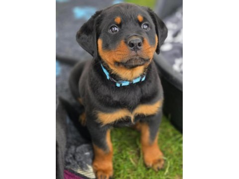 Dişi erkek rottweiler kapıda ödemeli güvenli sistem