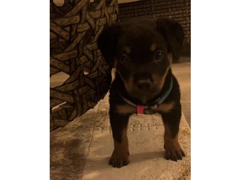 Aşıları tam rottweiler yavru