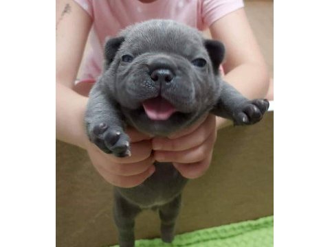 Blue fransız bulldog yavruları