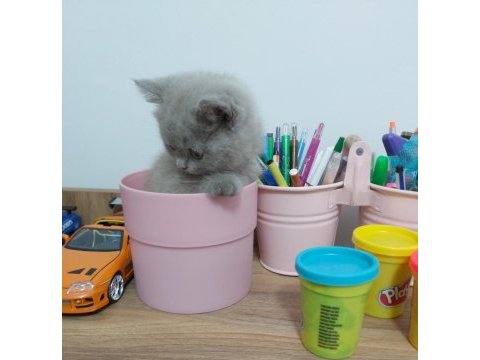Safkan lilac british shorthair yavru