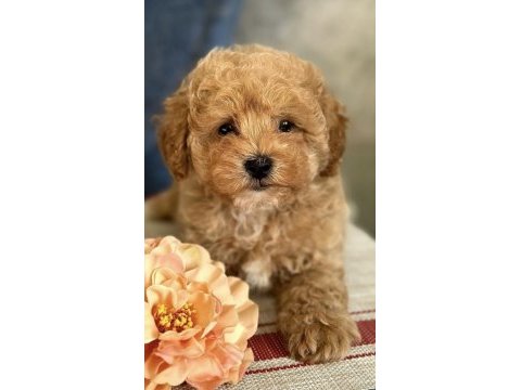 Maltipoo yavrularımız 