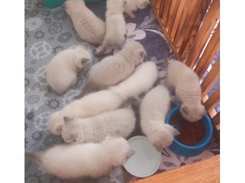 Minik kediler kuzucuklarım