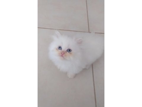 Harika bebeklerimiz