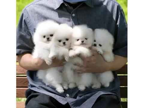 Luvpaw dan karbeyaz pomeranian boo yavrumuz prada