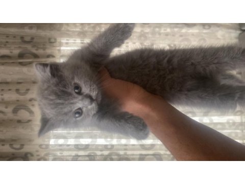 1.5 aylık british shorthair