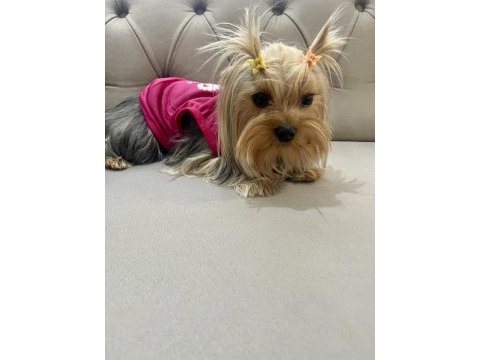 Yorkshire terrier kızımız