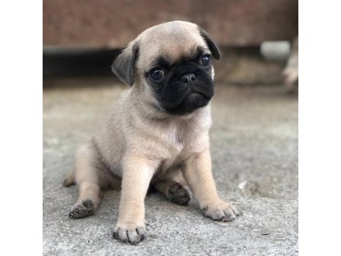 Mops erkek dişi uygun pug