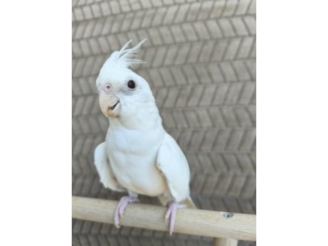 Son kalan albino dişi yavru sultan papağanı