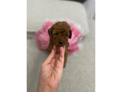 Dişi yavru toypoodle bebeğimiz 