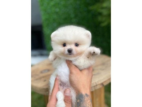 Göz kamaştıran kar beyaz ayı surat pomeranian minnoşlar