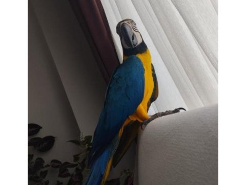 Macaw ara papağanı