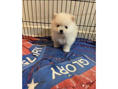 Orjinal pomeranian