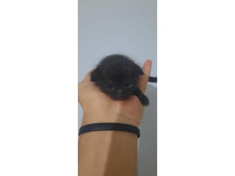 3 adet yavru 1.5 haftalık scottish fold