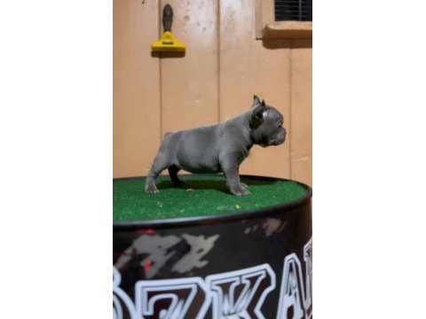 Mükemmel anatomi blue fransız bulldog bebekler