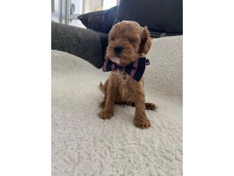 Maltipoo minikler