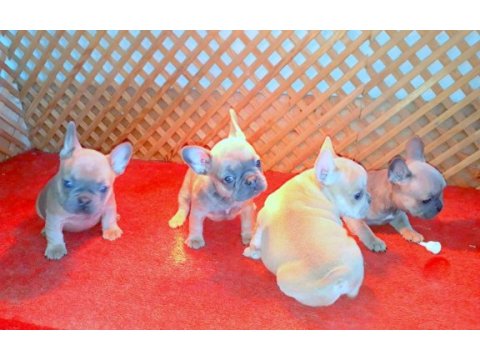 Exotic compac blue quad french bulldog yavrular izmir