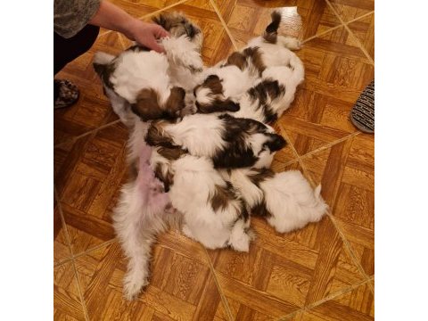 Orjinal shih tzu sahiplendirme