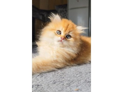 Yeni yuvasını arayan 2 buçuk aylık erkek british longhair