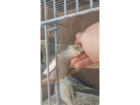 Yavru sultan wf albino ve grey 1 takim wf sultan