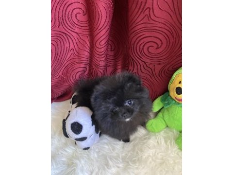Teacup garantili black tan pomeranian