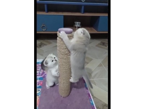 Yeni yuvalarını arıyoruz scottish fold