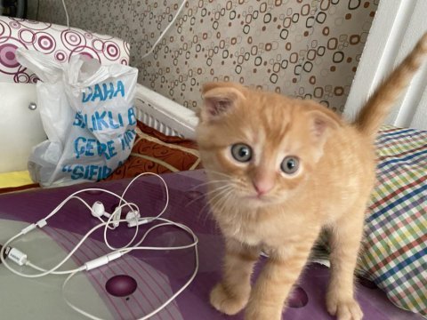 British shorthair ve scottish longhair
