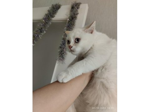 Orjinal safkan british shorthair yavrular