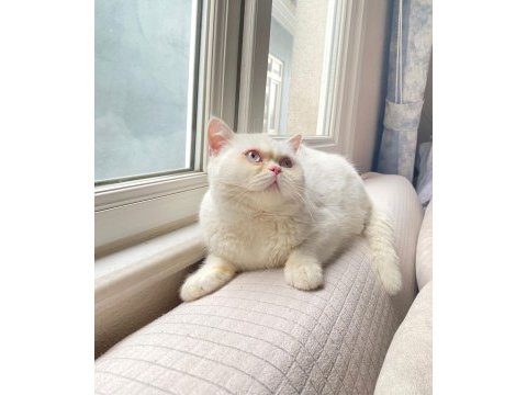 Erkek british shorthair kedimiz