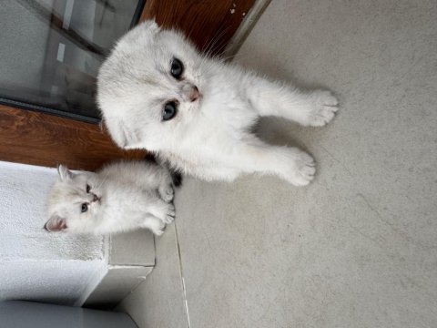 40 günlük dişi