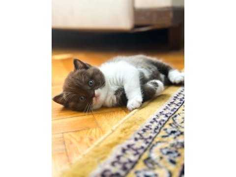 Nadir bulunan parçalı cinnemon harika yavru kedimiz
