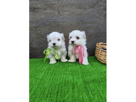 Kore maltese