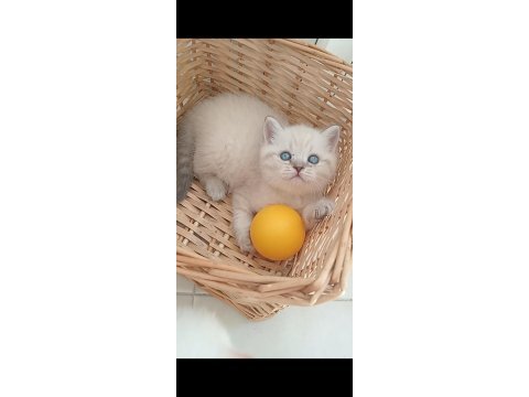 Mavi gözlü blue point yavru kediler