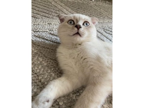 Silver scottish fold