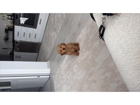 Maltipoo cinsi erkek