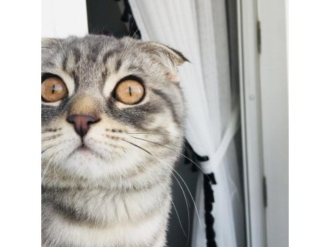 Çok uysal cana yakın scottish fold