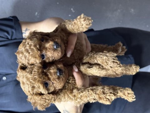 Bursa toy poodle